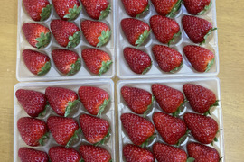 濃厚な甘み　古都華　二箱セット　4パック　奈良県　西吉野　橋本農園　いちご