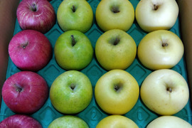 サンふじ王林シナノゴール金星5キロ