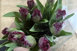 【期間限定】日持ち処理済！新潟の『チューリップ』切花（赤/白に桃）各10本