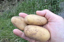 2025年5月掘り！小粒が多いです！！【メークイン】（4kg）