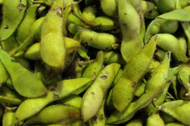 【数量限定訳あり】兵庫県産丹波ささやま本黒枝豆　さや１ｋｇ