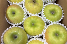 🍏売り尽くし🍏黄色りんご「もったいない」レスキュー便　【規格外品】３Kg　９個から１５個入り