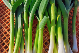 ビール酵母で育てた金剛種の葉ニンニク　3キロ　濃香、肉厚仕上げ