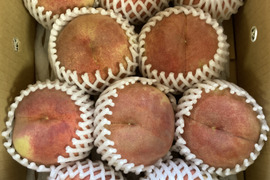 🍑さくら白桃🍑3キロ箱　訳あり家庭用