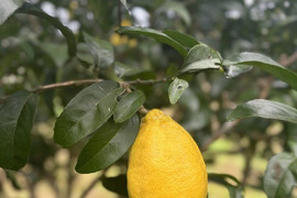 大きくてまろやかな酸味！グリーンレモン　黄色くなりました！１ｋｇ