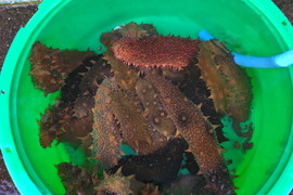 赤なまこ陸奥湾産水揚げ時の目方で約500g
（札幌〜関東圏限定、東北以外の午前着指定不可）