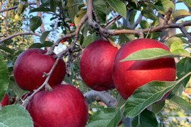 ～🍎陽だまりりんご🍎～お菓子作りに最適です！『太陽の恵みいっぱい紅玉』【規格外】　１６個から２５個入り