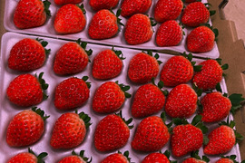 クリスマスケーキ向け　Lサイズいちご