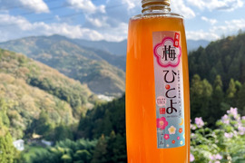 完熟梅の風味をギュッと閉じ込めた梅酒「梅ひとよ」500ml  アルコール度数２0度