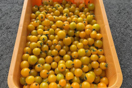 【訳あり・家庭用】黄金色のミニトマト「イエローミミ」
福島県大熊町産｜サンゴ砂礫農法・常温発送 1kg