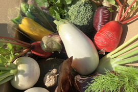 【定期便】旬の野菜セット(春の葉物)箱込み2kg