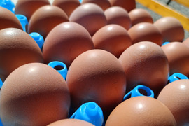 【定期購入2パック】放牧鶏が産んだ卵！若のレボリューション！海外飼料不使用、自家製発酵飼料。鶏が体の外も中も健康に育っているから素敵な卵が産まれています！【生臭み一切なし】