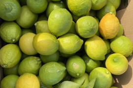 訳あり　愛媛県産　瀬戸内　栽培期間中農薬不使用　国産グリーンレモン　2kg