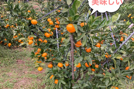 【絶品　濃厚　糖度16度以上】　プレミアム田口みかん　5kg