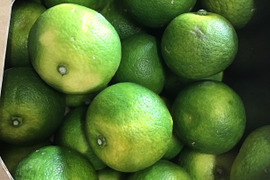 最終売りつくし‼️黄色完熟訳ありすだち１キロ(傷、黄色くなりました。)