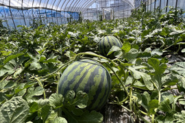 数量限定４月とても美味しい春スイカ約7kg