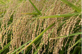 令和7年産 新品種！『玄米』あいちのこころ 30kg