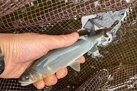 【夏ギフト】冷凍個包装で便利！旨みが自慢の【信州あゆ】10尾入