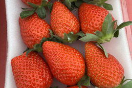 JGAP認証・千葉県産かおりのセット(2パック入り)