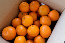 有機栽培 伊予柑 5kg