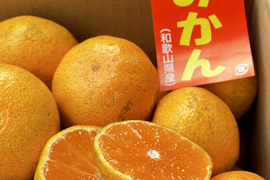 まるたまみかん　黒点等訳あり有田みかんサイズ混合　箱込約５ｋｇ