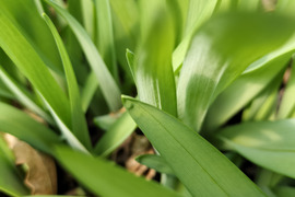 食べて美味しい野草５種のセット　野菜セット