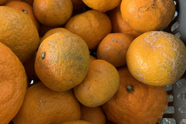 超訳ありみかん 約9キロ箱込 訳ありみかん  西浦みかん 訳あり 自宅用 静岡産 蜜柑 果物 フルーツ 柑橘 訳あり果物 柑橘類