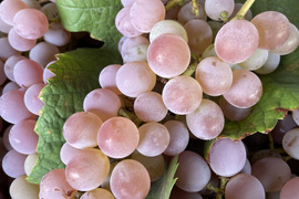 【予約受付】甲州21 ぶどう 白いワインの原料に使われている品種　家庭用