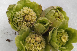 天然　山菜　ふきのとう（ふきったま）14-10個　サイズバラバラ