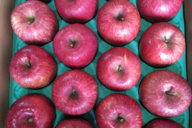 青森県産　甘い完熟サンふじ5キロ　14個から18個入