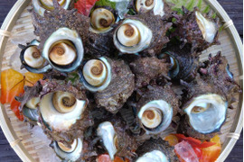 【お試し価格】『青森県産』天然サザエ　壺焼き・お刺身OK！（砂抜き済み 1kg）　(食べやすい小～中サイズ)【関東・東北地方の方むけ】