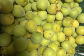 ラスト２箱【クール便】和歌山産の“想いがつまった梅”をあなたに💝2kg サイズ混合(M～LL) おまかせ 梅の本場から直送🚛ご家庭用