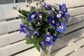 青系デルフィニウム(エラータム系)12本入り