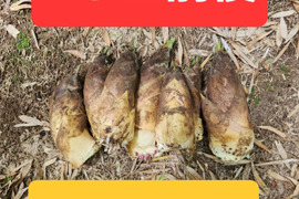 ★朝掘り　たけのこ　筍　一般流通品　5キロ前後　※2本～7本　最短発送　チルド　冷蔵専用箱発送
