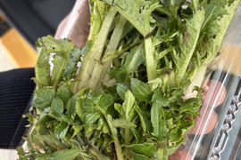 白神山地の山あざみ（若芽）200ｇ