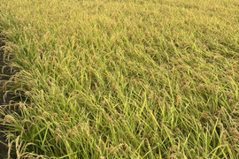 【令和7年新米】コシヒカリ・栽培期間中農薬不使用・玄米・5Kg