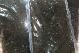 小泊産！岩もずく（マッカもずく)
250ｇ×5パック解凍後すぐ食べれる！