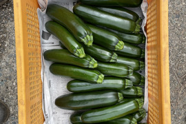 【自然な旨み】オーガニックズッキーニ　7本セット（1.5kg　サイズ混合）