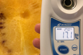 再販【雅】糖度13-16以上【金色羅皇】『大里果樹園のスイカ』M-L