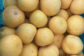 河内晩柑（美生柑）3.5㎏