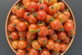 甘みとコクの赤ミニトマト1kg｜福島県大熊町産｜サンゴ砂礫農法