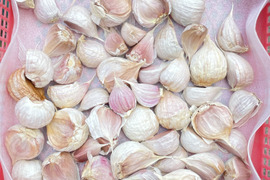 岡山県産 無農薬 高級生にんにく200kg直送 岡山県産 無農薬 高級生にんにく200kg直送