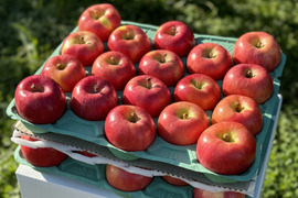 青森県産りんご　蜜たっぷり葉とらず高徳　家庭用10㎏【24～50個入り】