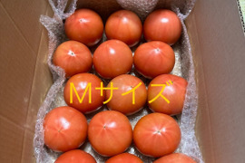 昔ながらのトマト🍅80サイズ箱詰め(M玉)