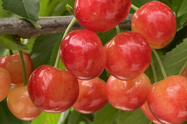 高級品種『紅秀峰』甘くて大きなさくらんぼ🍒ジューシーで食べ応えあるギフトにも人気❗️