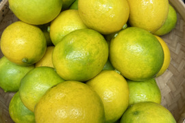 （予約受付）
国産レモン【グランドレモン】
       ２.５k