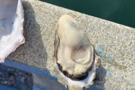 サーディンビーチオイスター　5kg （100個前後）