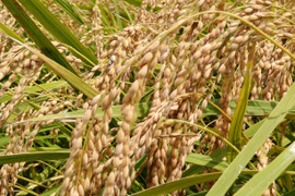 【新米】【栽培期間中農薬不使用・メール便】東日本・近畿・東北の方向け【精米2kg 】特別栽培米コシヒカリ・令和4年産