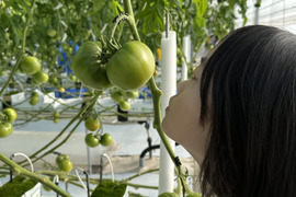 パリッと！新鮮！大玉トマトの2品種ランダムお楽しみセット【6袋】