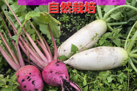 自然栽培紅かぶ×白大根【洗い1.5きろ前後】